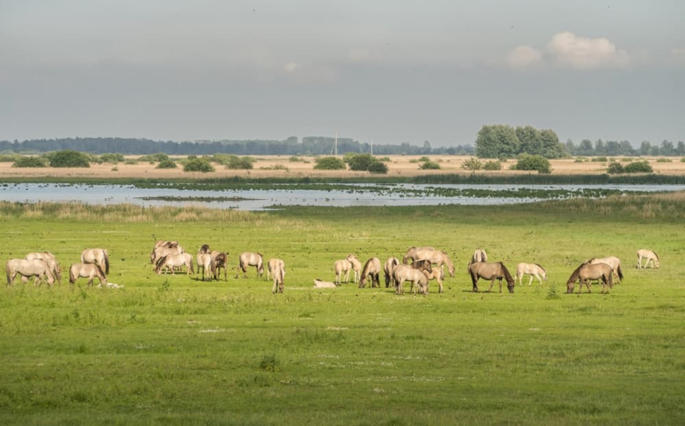 Konik horses grazing on the open grassland of the Lauwersmeer area