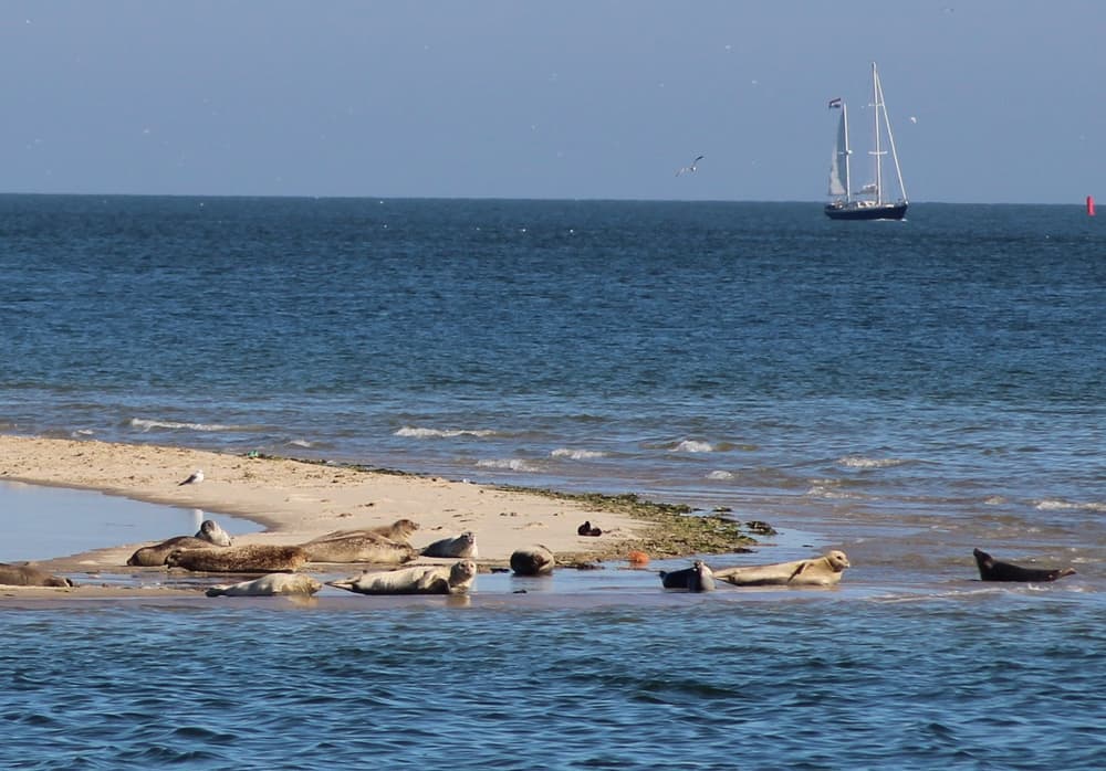 Seals resting on a sandbank in the Wadden Sea